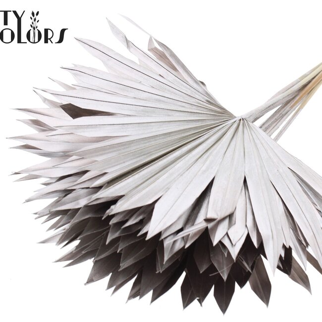 Dried Palm Leaf in Fan Shape | Colour: Champagne | Palm Sun Dried Flowers | Length ± 50 centimetres | Per 10 stems