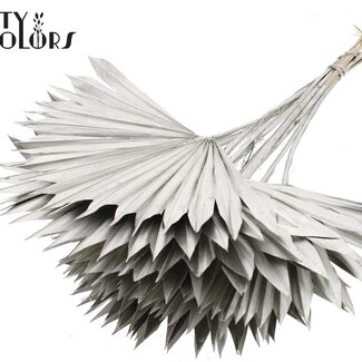 QC Getrocknetes Palmblatt in Fächerform | Farbe: Platinfarben | Palm Sun Trockenblumen | Länge ± 50 Zentimeter | Pro 10 Stiele