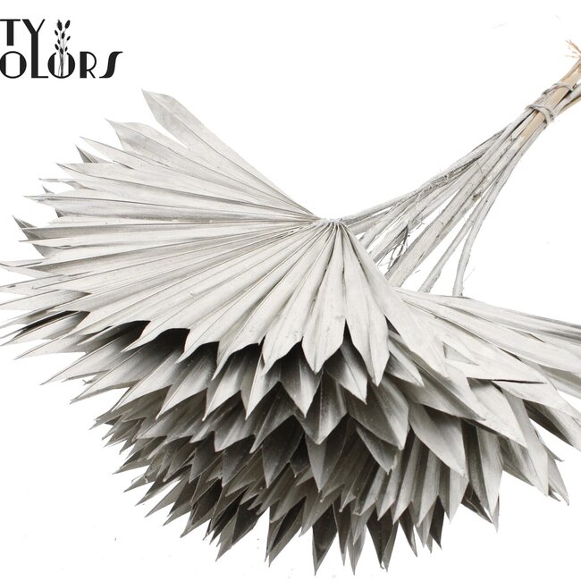 Feuille de palmier séchée en forme d'éventail | Couleur : Platine | Palm Sun Fleurs séchées | Longueur ± 50 centimètres | Par 10 tiges