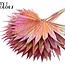Gedroogd Palmblad in Waaiervorm | Kleur: Meerkleurig Kerskleurig | Palm Sun Droogbloemen | Lengte ± 50 centimeter | Per 10 takken