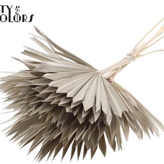 QC Feuille de palmier séchée en forme d'éventail | Couleur : Naturelle Givrée Blanche | Fleurs séchées Palm Sun | Longueur ± 50 centimètres | Par 10 branches
