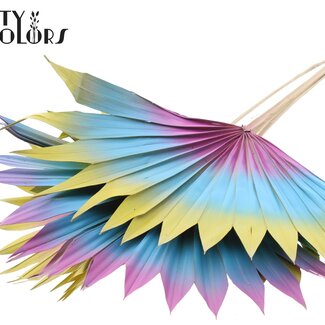 QC Dried Palm Leaf in Fan Shape “Ibiza” | Colour: Mixed Colours | Palm Sun Dried Flowers | Length ± 50 centimetres | Per 10 stems