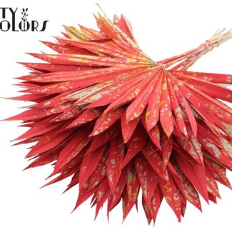 QC Gedroogd Palmblad in Waaiervorm | Kleur: Meerkleurig Rood | Palm Sun Droogbloemen | Lengte ± 50 centimeter | Per 10 takken