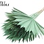 Dried Palm Leaf in Fan Shape | Colour: Frosted Mint Green | Palm Sun Dried Flowers | Length ± 50 centimetres | Per 10 stems