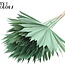 Gedroogd Palmblad in Waaiervorm | Kleur: Frosted Mintgroen | Palm Sun Droogbloemen | Lengte ± 50 centimeter | Per 10 takken