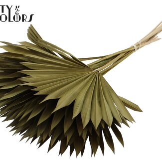 QC Feuille de palmier séchée en forme d'éventail | Couleur : Vert olive | Palm Sun Fleurs séchées | Longueur ± 50 centimètres | Par 10 branches