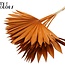 Gedroogd Palmblad in Waaiervorm | Kleur: Terracotta | Palm Sun Droogbloemen | Lengte ± 50 centimeter | Per 10 takken
