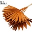 Dried Palm Leaf in Fan Shape | Colour: Terracotta | Palm Sun Dried Flowers | Length ± 50 centimetres | Per 10 stems