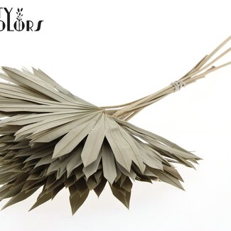 QC Feuille de palmier séchée en forme d'éventail | Couleur : Brun Naturel | Palm Sun Fleurs séchées | Longueur ± 50 centimètres | Par 10 branches
