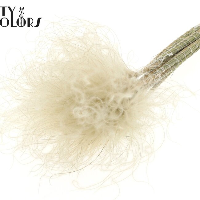 Stipa Pennée Séchée | Couleur : Blanc Naturel | Fleurs Séchées Stypha Penata | Longueur ± 60 centimètres | 10 plumets par bouquet | Par bouquet