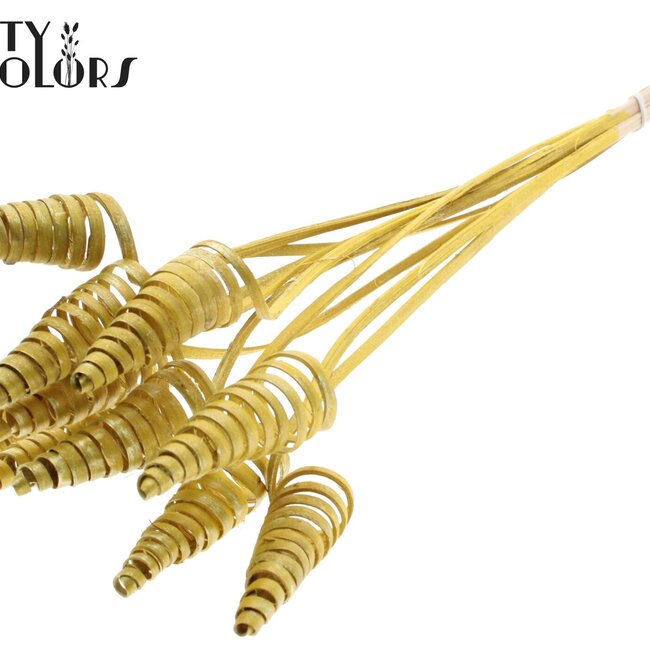 Palmspirale auf Stiel | Farbe: Gelb Metallic | Cane Cone Pflanzstab | Länge Pflanzstab ± 50 Zentimeter | Pro 10 Pflanzstäbe