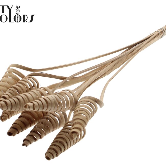 Spirale de palmier sur tige | Couleur : Brun Naturel | Pique décorative en canne à sucre | Longueur de la pique ± 50 centimètres | Par 10 piques