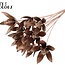 Wild Lily seed pod on stick | Colour: Copper | Length of stick ± 50 centimetres | Per 10 sticks