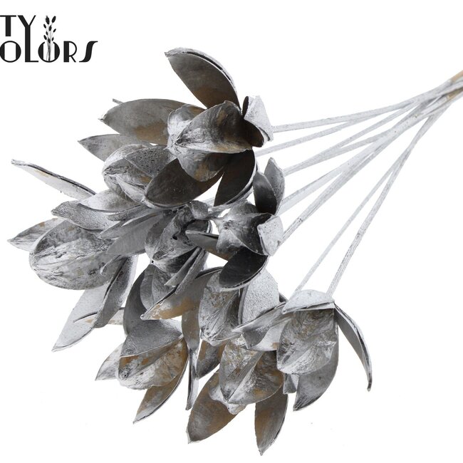 Wild Lily seed pod on stick | Colour: Silver | Length of stick-in ± 50 centimetres | Per 10 stick-ins