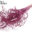 Gedroogd Palmblad Nerf | Curly Ting Ting | Kleur: Lilakleurig | Droogdecoratie | Lengte ± 70 centimeter | 3 nerfen per tak | Per 33 takken