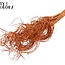 Dried Palm Leaf Rib | Curly Ting Ting | Colour: Orange | Dried Decoration | Length ± 70 centimetres | 3 ribs per stem | Per 33 stems