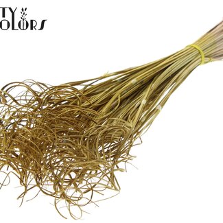 QC Feuille de Palmier Séchée Nerf | Curly Ting Ting | Couleur : Jaune | Décoration Sèche | Longueur ± 70 centimètres | 3 nervures par branche | Par 33 branches