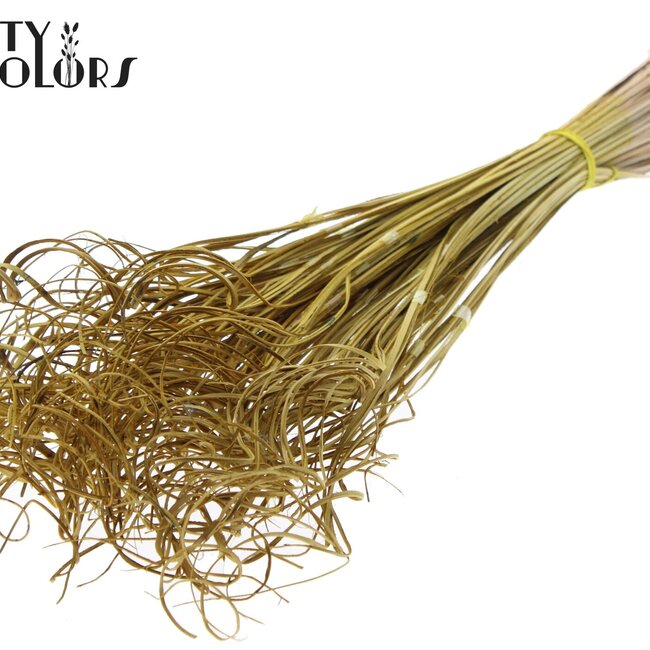 Dried Palm Leaf Vein | Curly Ting Ting | Colour: Yellow | Dried Decoration | Length ± 70 centimetres | 3 veins per stem | Per 33 stems