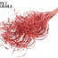 Dried Palm Leaf Vein | Curly Ting Ting | Colour: Coral | Dried Decoration | Length ± 70 centimetres | 3 veins per stem | Per 33 stems