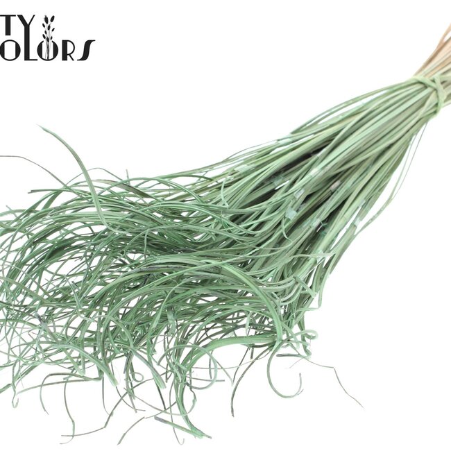 Gedroogd Palmblad Nerf | Curly Ting Ting | Kleur: Mintgroen | Droogdecoratie | Lengte ± 70 centimeter | 3 nerfen per tak | Per 33 takken