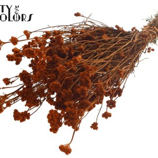 QC Dried Lona | Colour: Terracotta | Lonas Annua Dried Flowers | Length ± 50 centimetres | Per bunch
