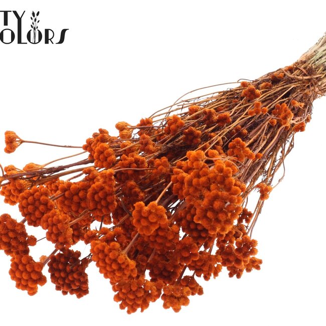 Lona séchée | Couleur : Orange | Lonas Annua Fleurs séchées | Longueur ± 50 centimètres | Par bouquet