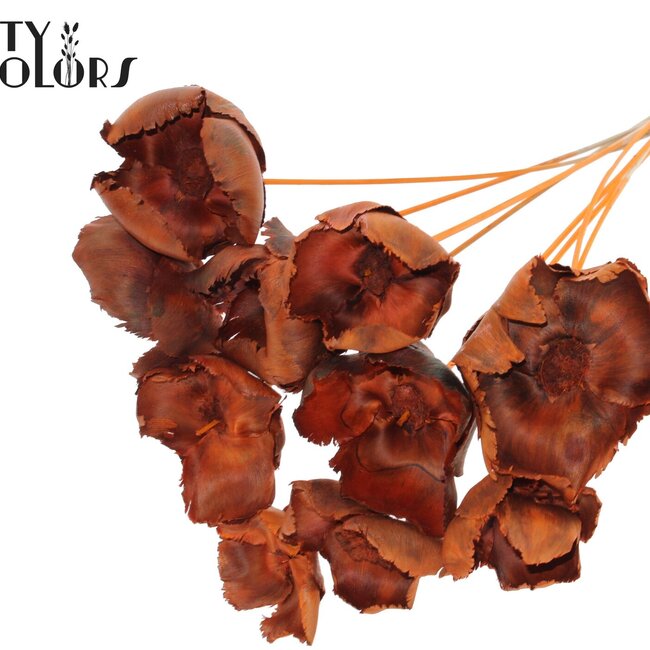 Gedroogde Palm Cup op steel | Kleur: Oranje | Lengte ± 50 centimeter | Per 10 stelen