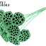 Dried Lotus Pods on Stick | Colour: Mint Green | Lotus Diameter 5 - 7 centimetres | Stick Length ± 50 centimetres | Per 10 sticks