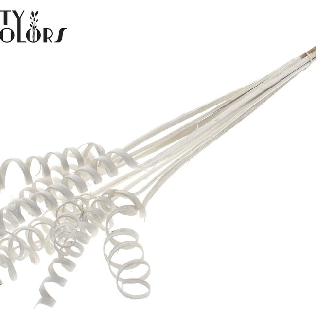 Palm Spirale sur tige | Couleur : Blanc | Cane Spring Piquet | Longueur du piquet ± 50 centimètres | Par 10 piquets
