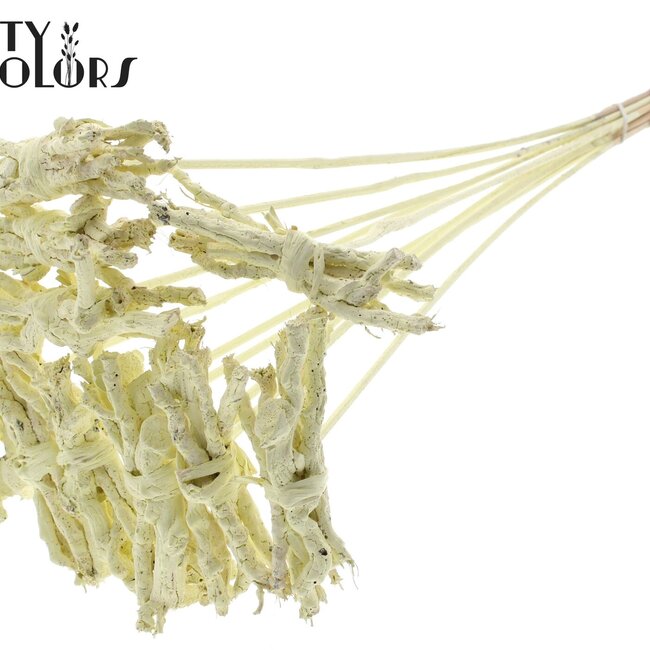 Bouquet décoratif Coco Rose sur tige | Couleur : Crème | Coco Rose Posy Piquet | Longueur ± 50 centimètres | Par 10 piquets