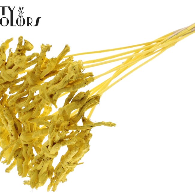 Decoratieve Coco Rose Boeketje op stok | Kleur: Geel | Coco Rose Posy Bijsteker | Lengte ± 50 centimeter | Per 10 bijstekers