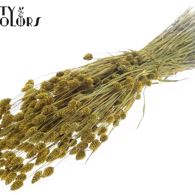 Getrocknete Phalaris | Farbe: Metallic Gelb | Kanariengras Trockenblumen | Länge ± 60 Zentimeter | Gewicht 220 Gramm | Pro Bund