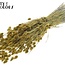 Gedroogde Phalaris | Kleur: Metallic Geel | Kanariegras Droogbloemen | Lengte ± 60 centimeter | Gewicht 220 gram | Per bos