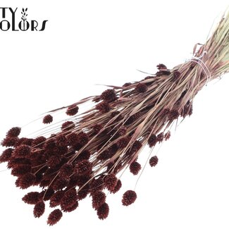 QC Gedroogde Phalaris | Kleur: Bruin | Kanariegras Droogbloemen | Lengte ± 60 centimeter | Gewicht 220 gram | Per bos