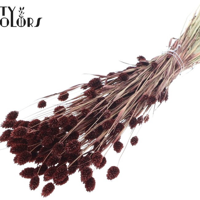 Dried Phalaris | Colour: Brown | Canary Grass Dried Flowers | Length ± 60 centimetres | Weight 220 grams | Per bunch