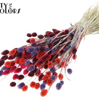 QC Dried Phalaris | Colourful 9 | Colour: Mixed Colours | Canary Grass Dried Flowers | Length ± 60 centimetres | Weight 220 grams | Per bunch