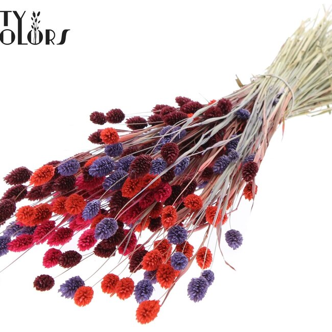 Phalaris séchée | Coloré 9 | Couleur : Couleurs mélangées | Fleurs séchées de canari | Longueur ± 60 centimètres | Poids 220 grammes | Par bouquet