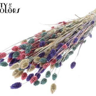 QC Gedroogde Phalaris | Kleurrijk 1 | Kleur: Gemengde Kleuren | Kanariegras Droogbloemen | Lengte ± 60 centimeter | Gewicht 220 gram | Per bos