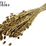 Gedroogde Phalaris | Kleur: Goudkleurig | Kanariegras Droogbloemen | Lengte ± 60 centimeter | Gewicht 220 gram | Per bos