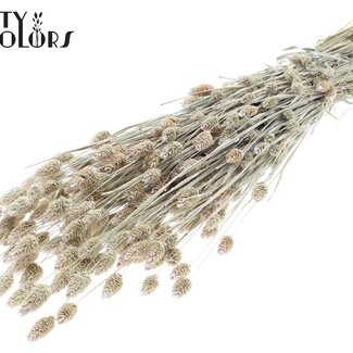 QC Getrocknete Phalaris | Farbe: Perlenweiß | Kanariengras Trockenblumen | Länge ± 60 Zentimeter | Gewicht 220 Gramm | Pro Bund