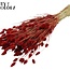 Gedroogde Phalaris | Kleur: Rood | Kanariegras Droogbloemen | Lengte ± 60 centimeter | Gewicht 220 gram | Per bos