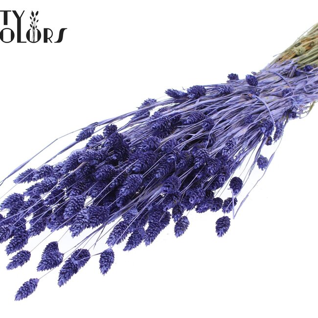 Getrocknete Phalaris | Farbe: Metallic Lila | Kanariengras Trockenblumen | Länge ± 60 Zentimeter | Gewicht 220 Gramm | Pro Bund