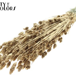 QC Phalaris séchée | Couleur : Or antique avec paillettes | Fleurs séchées de canari | Longueur ± 60 centimètres | Poids 220 grammes | Par bouquet