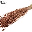 Dried Phalaris | Colour: Copper-coloured | Canary Grass Dried Flowers | Length ± 60 centimetres | Weight 220 grams | Per bunch