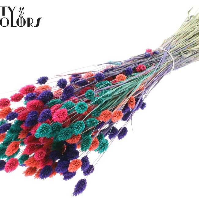 Dried Phalaris | Colourful 4 | Colour: Mixed Colours | Canary Grass Dried Flowers | Length ± 60 centimetres | Weight 220 grams | Per bunch