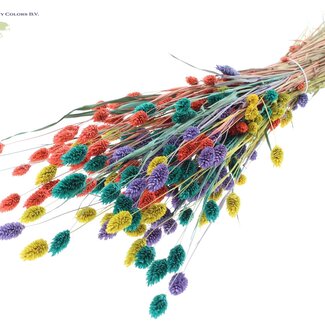 QC Getrocknete Phalaris | Bunt 5 | Farbe: Gemischte Farben | Kanariengras Trockenblumen | Länge ± 60 Zentimeter | Gewicht 220 Gramm | Pro Bund