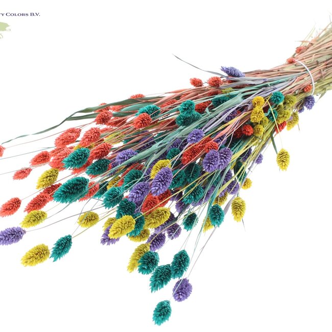 Getrocknete Phalaris | Bunt 5 | Farbe: Gemischte Farben | Kanariengras Trockenblumen | Länge ± 60 Zentimeter | Gewicht 220 Gramm | Pro Bund