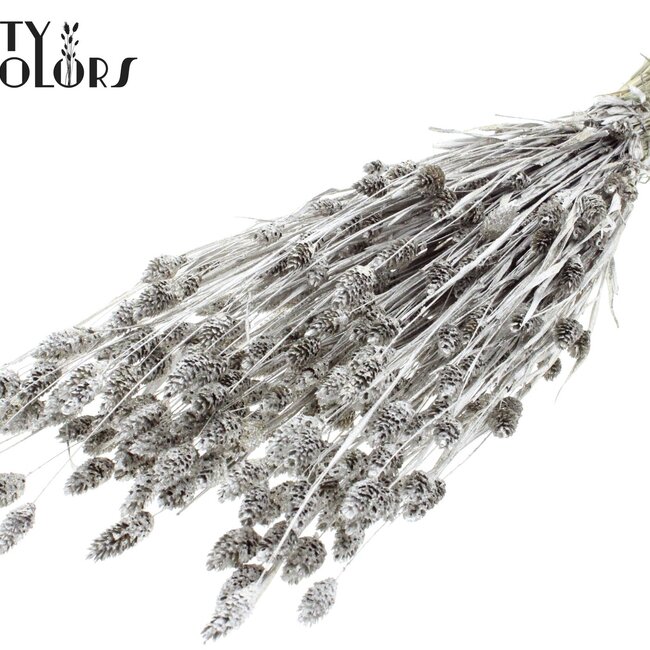 Gedroogde Phalaris | Kleur: Platinakleurig met Glitter | Kanariegras Droogbloemen | Lengte ± 60 centimeter | Gewicht 220 gram | Per bos