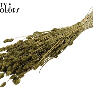 QC Gedroogde Phalaris | Kleur: Olijfgroen | Kanariegras Droogbloemen | Lengte ± 60 centimeter | Gewicht 220 gram | Per bos