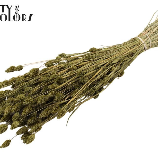 Dried Phalaris | Colour: Olive Green | Canary Grass Dried Flowers | Length ± 60 centimetres | Weight 220 grams | Per bunch